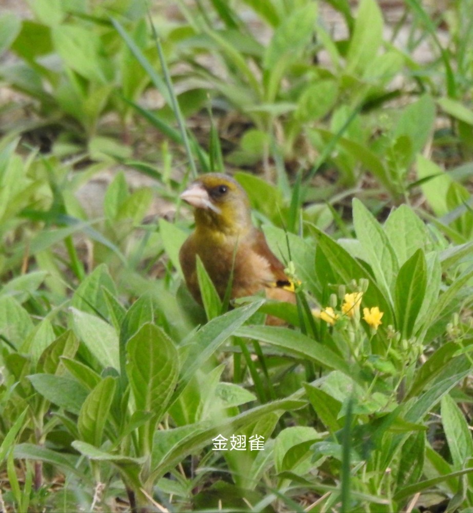 京城小区里的金翅雀和黄腹山雀