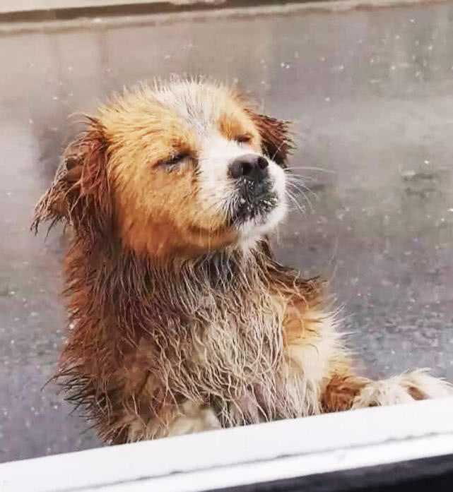 流浪小狗在暴雨中艰难行走随后一个小举动让人怜爱