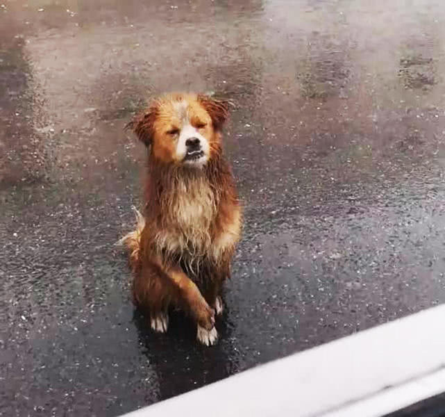 流浪小狗在暴雨中艰难行走随后一个小举动让人怜爱