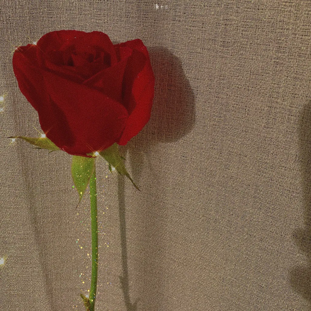 微信朋友圈背景图希望下一段恋爱是从收到一束花开始