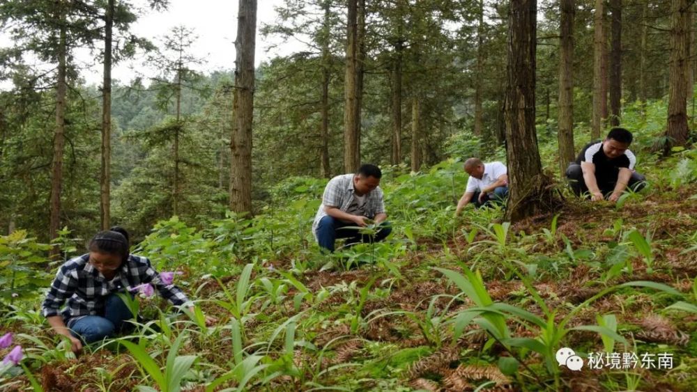 头条中药材种出好钱景天柱县大力发展林下经济侧记