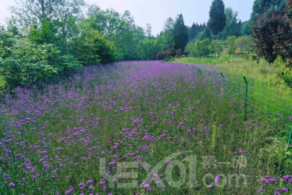 营山清水湖湿地公园的初夏,又换上了新装 网红"马鞭草"竞相开放 这