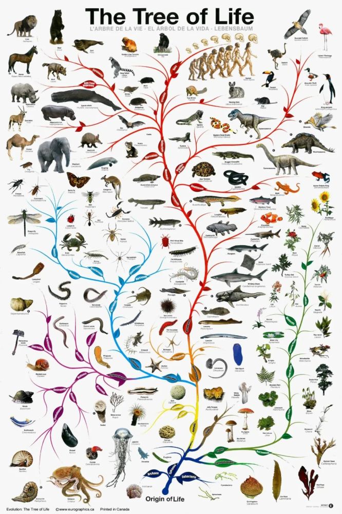 国际生物多样性日丨oc实验室,明日大片上线,开启海洋慢直播时代!