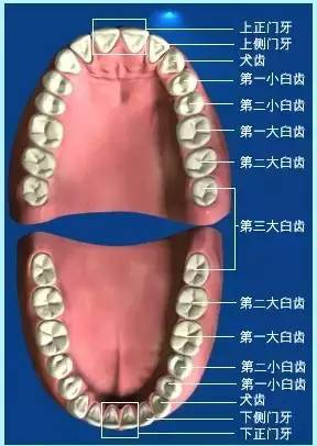 恒牙是人的最后一副牙齿,恒牙脱落后,脱落的部位将不再有牙齿萌生.