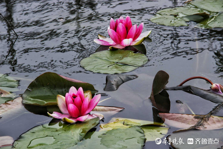 花开齐鲁|清水出芙蕖!泰安池塘里睡莲绽放惊艳初夏