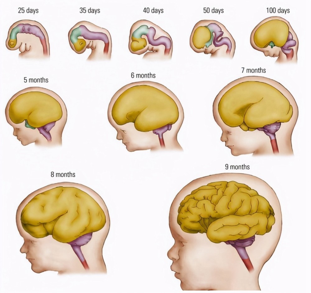 在娘胎里胎儿的大脑发育就有"高峰期",孕妈营养跟上,宝宝更聪明