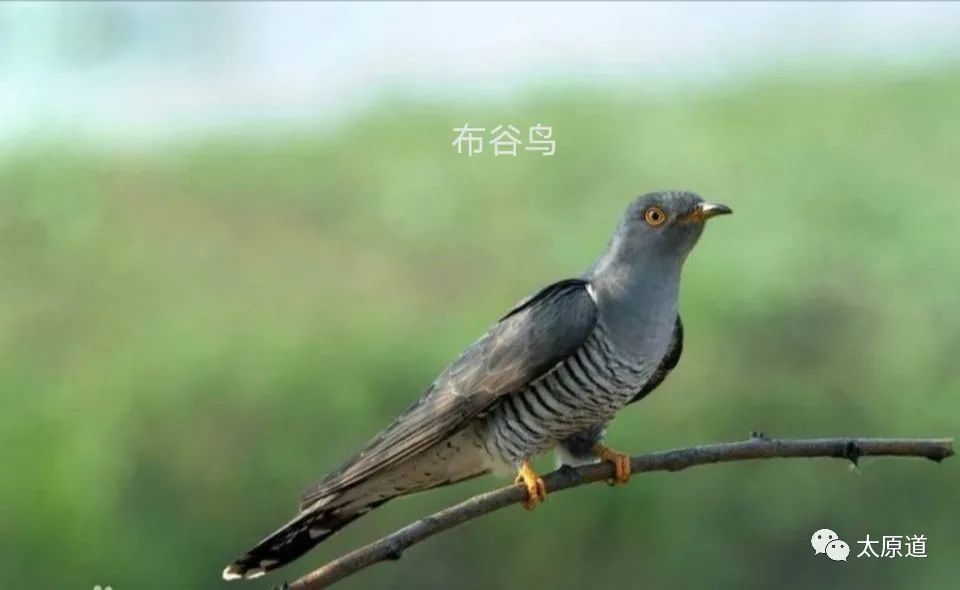 王彦斌:家乡的那些鸟事