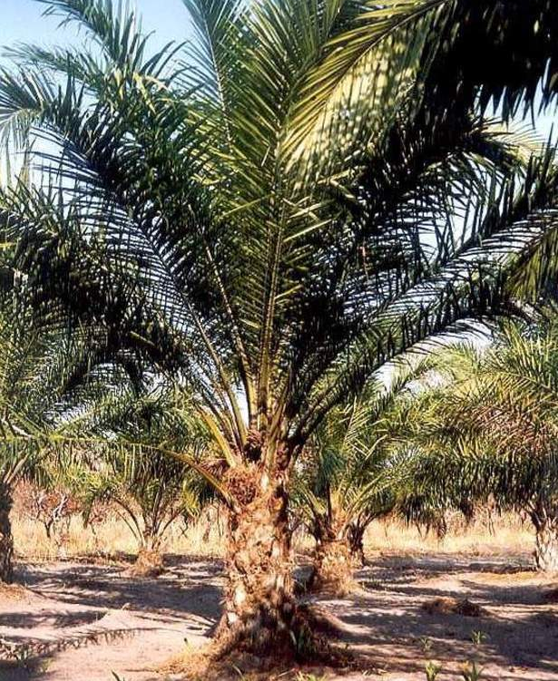 油棕树被当成木本油料作物在南洋热带地区广泛栽培