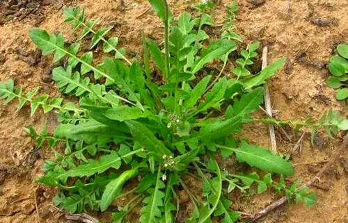 有人说野菜营养价值那么高为什么野菜不能长期食用呢