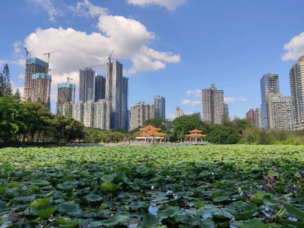深圳洪湖公园是以荷花为主题的公园,每年6月份就会举办荷花展.