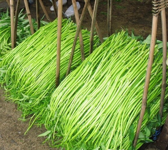 3,博白蕹菜2,大叶空心菜1,柳叶空心菜(细叶空中菜)白梗和绿梗常见的有