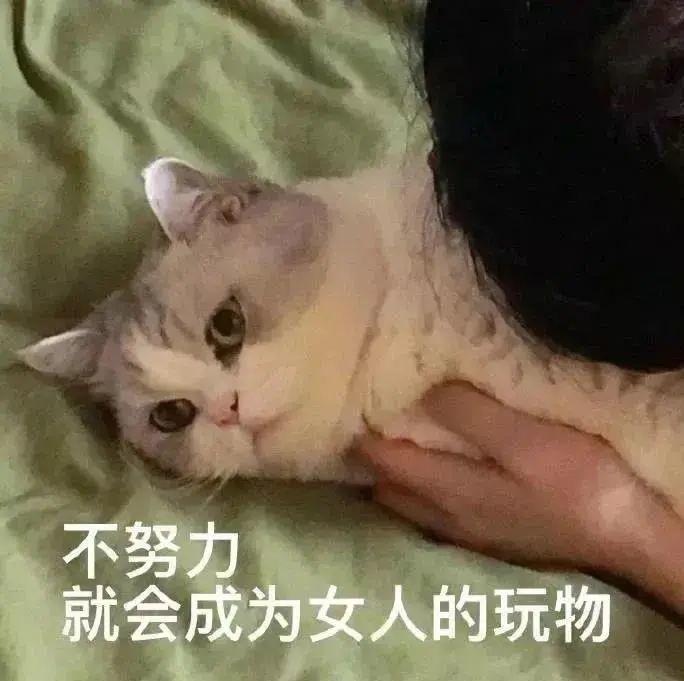 表情包不努力就会成为女人的玩物