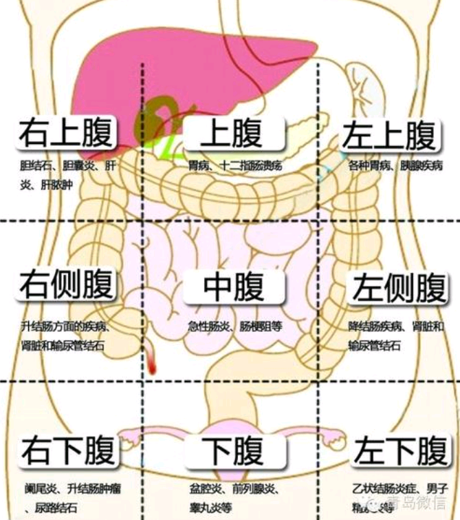 各个器官病变了在肚子哪个部位表现出来