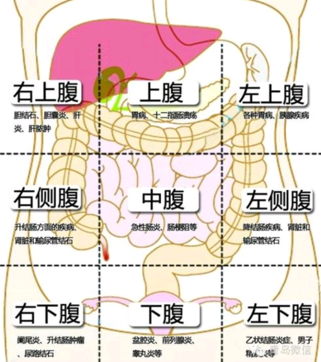 就像九宫格一样画出来,右侧为右腹部,左侧为左腹部,再加上肚脐中心线