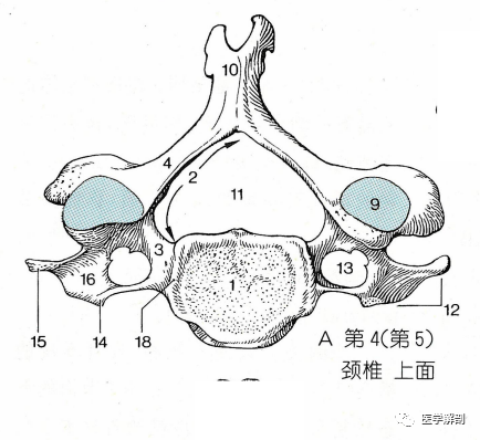 经典解剖|脊柱:颈椎(一)