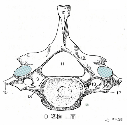 第3～7颈椎椎体的两侧缘向上突起,称椎体钩(ade18,uncal processes or