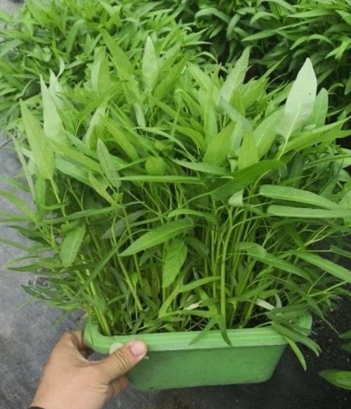 比较喜欢细叶空心菜~3,博白蕹菜2,大叶