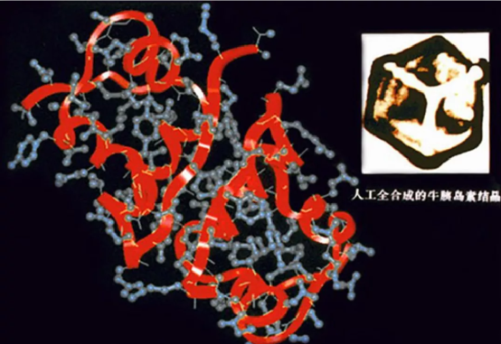 可以毫不夸张地说,人工合成结晶牛胰岛素的成功,是我国在基础研究中
