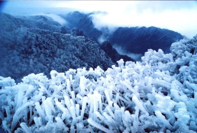 而在常年无雪的桂中,桂南地区,作为桂中最高点的大明山满足了广西人