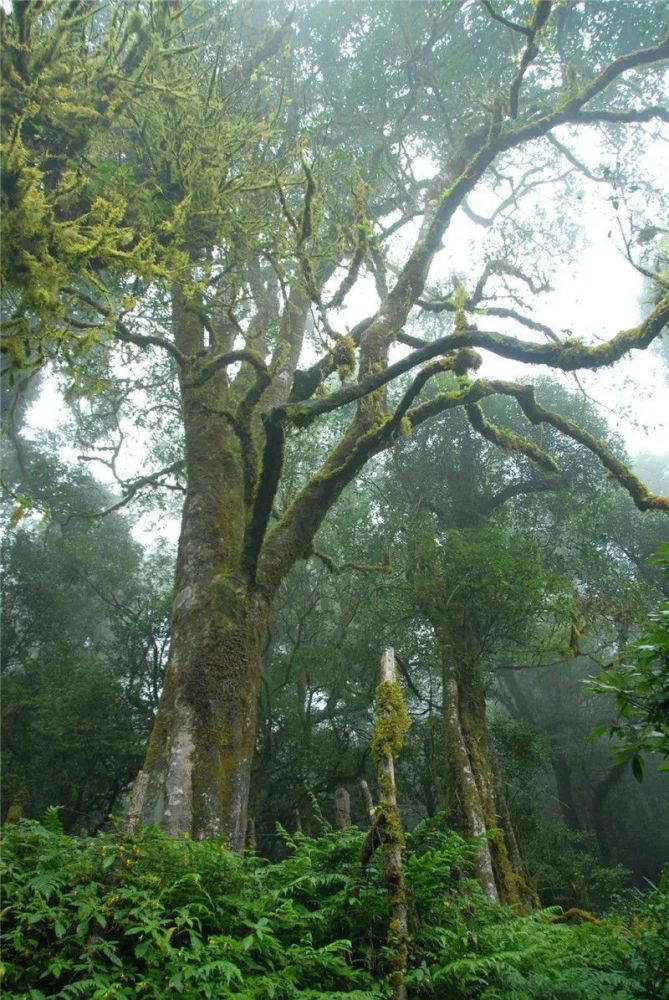 2700年野生茶王树:镇沅千家寨困鹿山古茶园在清代曾是贡茶的指定生产