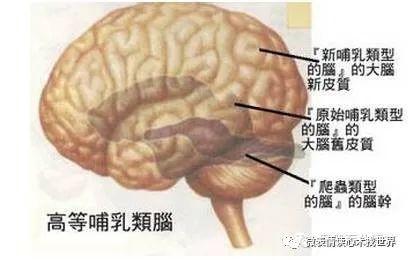 爬行动物有哪些,爬行动物有哪些主要特征