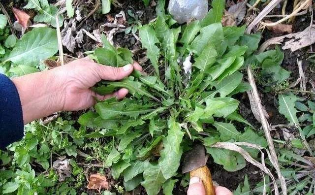 到了冬天,用炒制的蒲公英茶泡水喝,有非常好的养生功效.