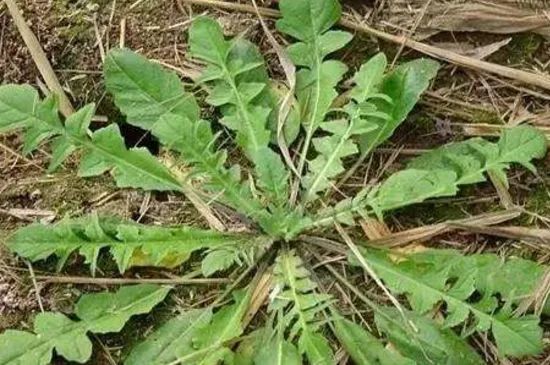 中国常见野菜及其食用功效大全.