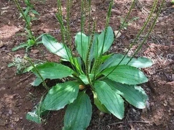 中国常见野菜及其食用功效大全.