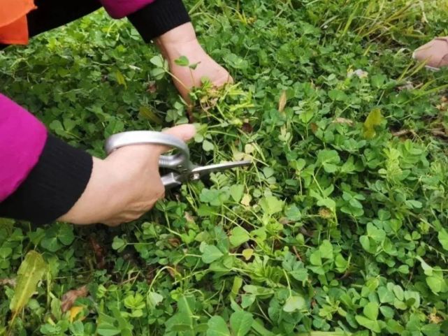 中国常见野菜及其食用功效大全.