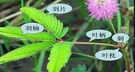 含羞草种植方法|含羞草|花卉|盆栽|荚果|叶柄