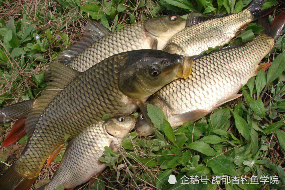 夏天野钓大鲤鱼用什么打窝聚鱼快又多野钓大鲤鱼的窝料制作技巧