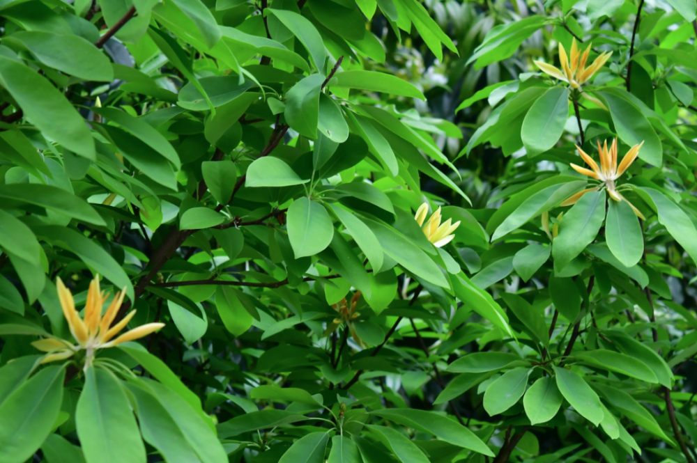 湖湘自然历丨你最珍贵世界上最大落叶木莲野外种群,就在湖南