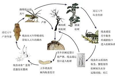 松材线虫病的那些事儿