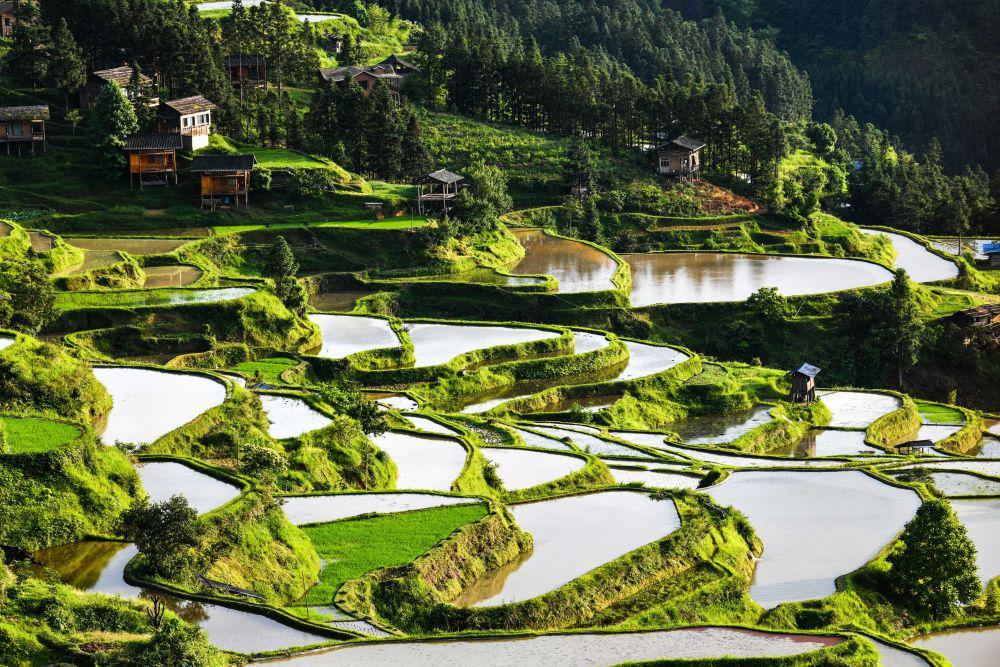 贵州:梯田小满入胜景 美丽乡村画中来