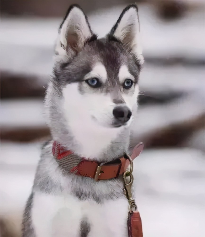 哈士奇强制了柴犬这智慧的眼神把二哈的基因体现的淋漓尽致