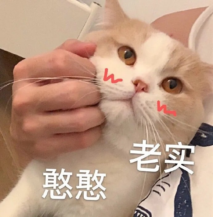 猫猫表情包|这谁顶得住啊