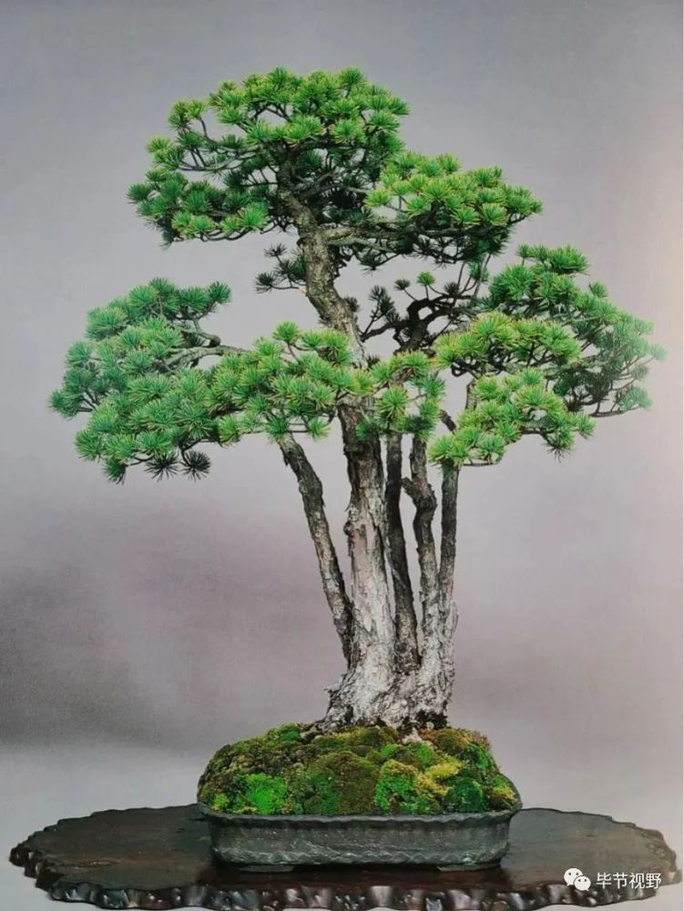 黑松.pinus thunbergii parl