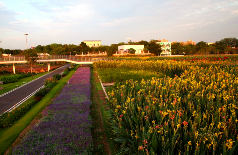 光明区楼村湿地公园:油菜花开等你来