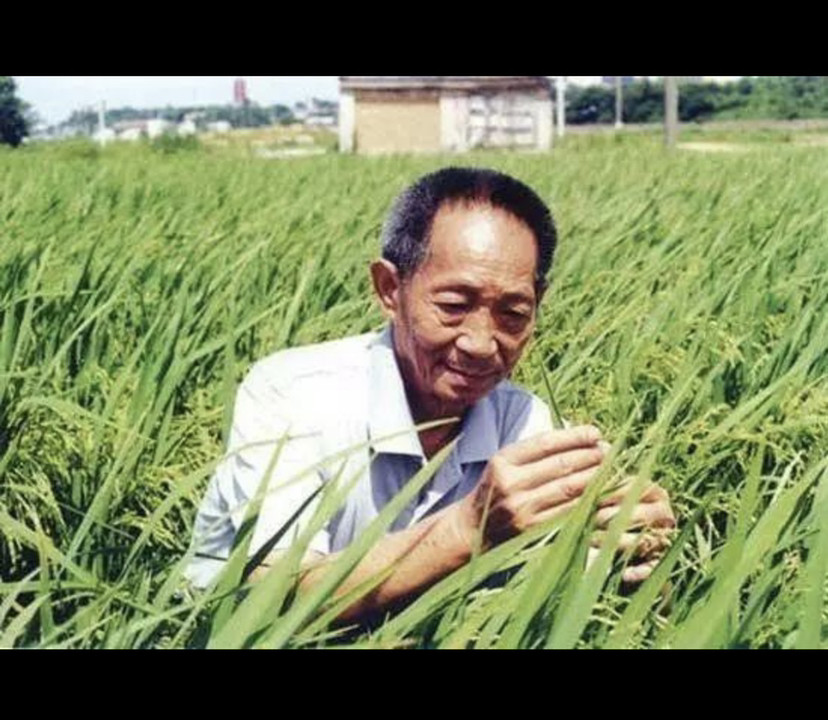 袁隆平逝世"杂交水稻之父"享年91岁.