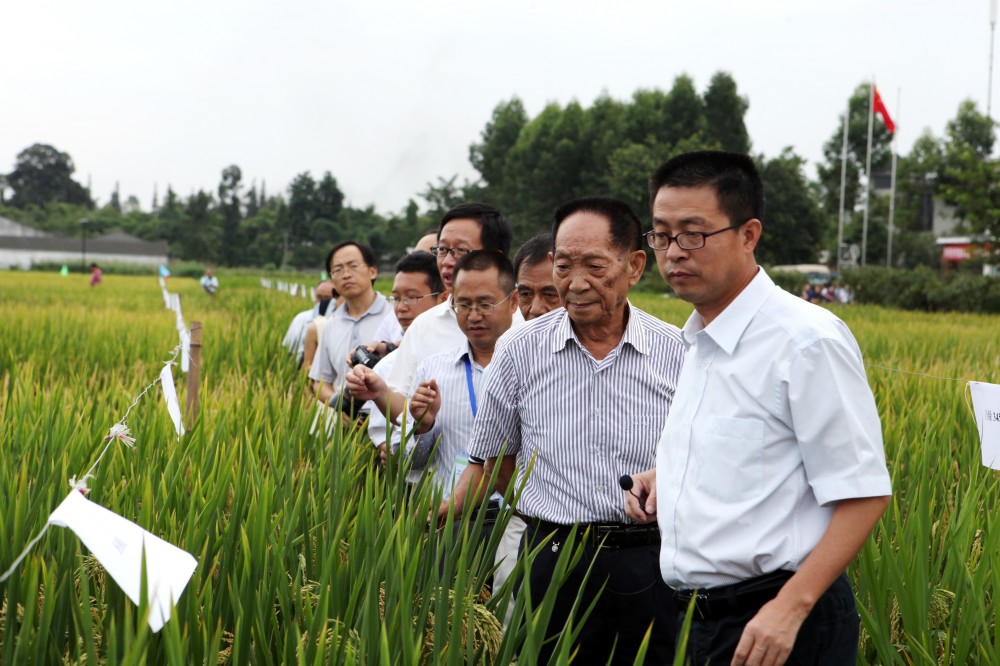 袁隆平在杂交水稻57年的耕耘,诠释了这位人民科学家一生的不懈努力和