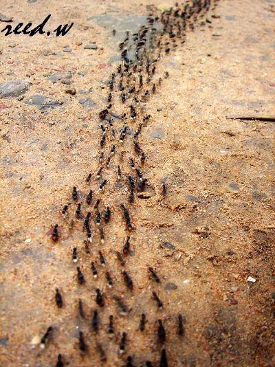 小小蚂蚁的"大智慧" 它们在5000万年前就创造了自己的