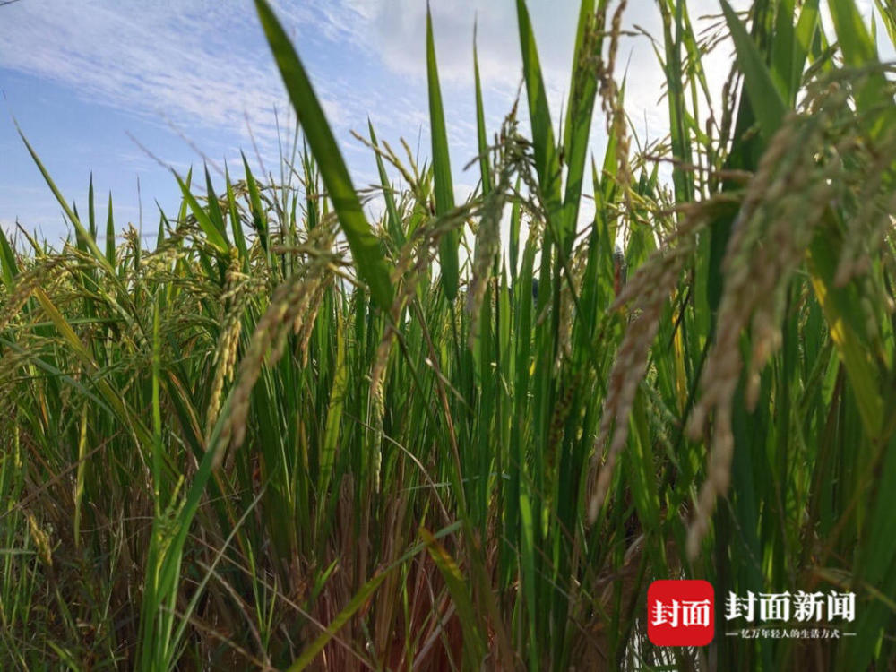 袁隆平曾与四川富顺有个约定:试种"超优千号"超级杂交水稻新品种后,要