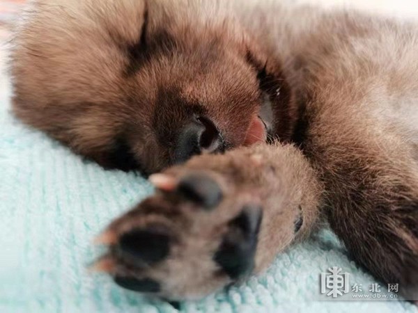 黑龙江省首只全人工饲养北极狼宝宝状态良好求赐名