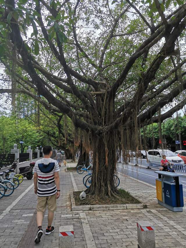 北海市随处可见的大榕树