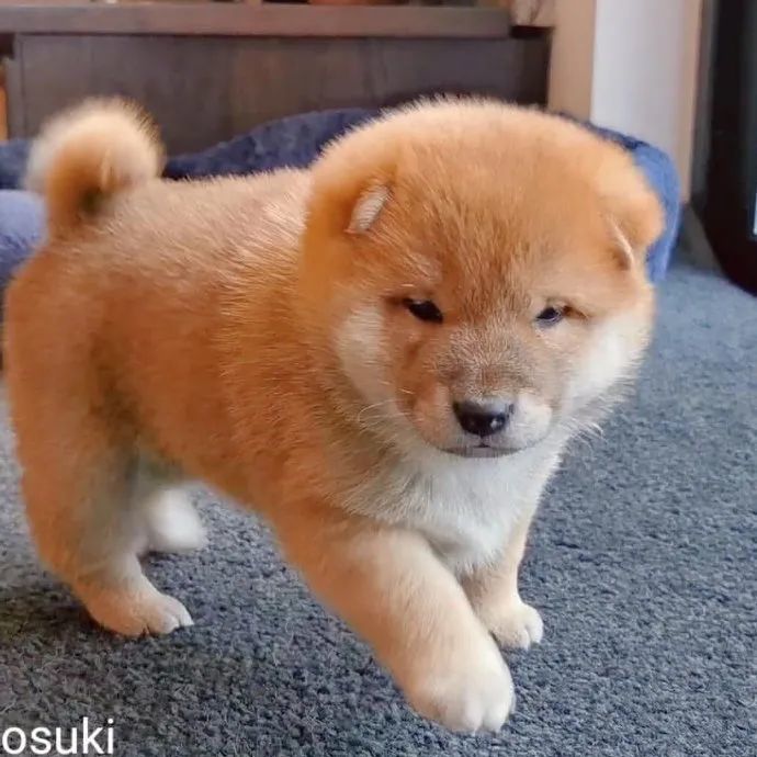 柴犬幼崽是最可爱的!肉乎乎奶香溢出屏了!