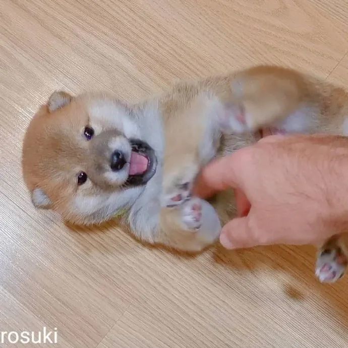 柴犬幼崽是最可爱的!肉乎乎奶香溢出屏了!