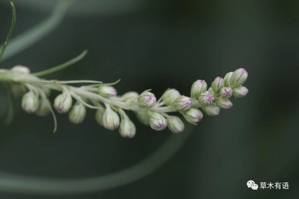 在"云端花事"遇到《诗经》中的蒌蒿