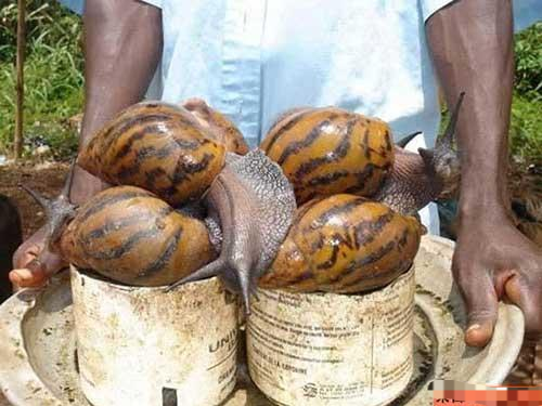 3,非洲大蜗牛.这种巨大的蜗牛生长在东非,可达20多厘米长.