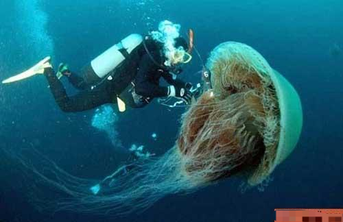 这种水母发现在日本海岸,可重达400斤.