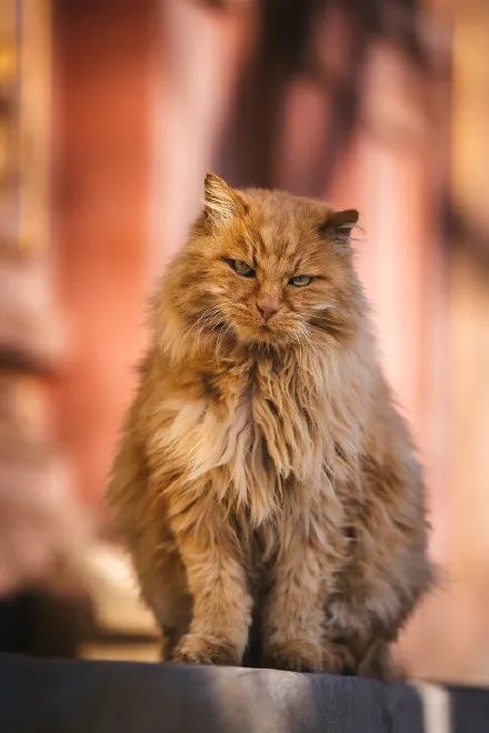 我是云吸猫一员,喜欢宫猫们,都特别好看,特别霸气,果真是宫里的呀.
